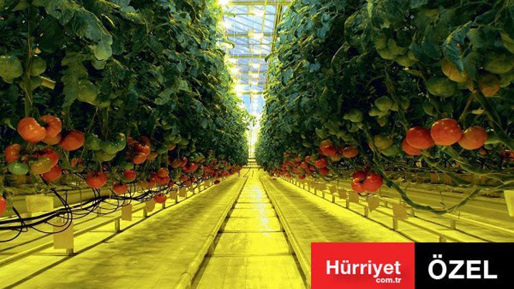 Rusya Türk domatesini neden almıyor? İşte 3 maddede cevabı