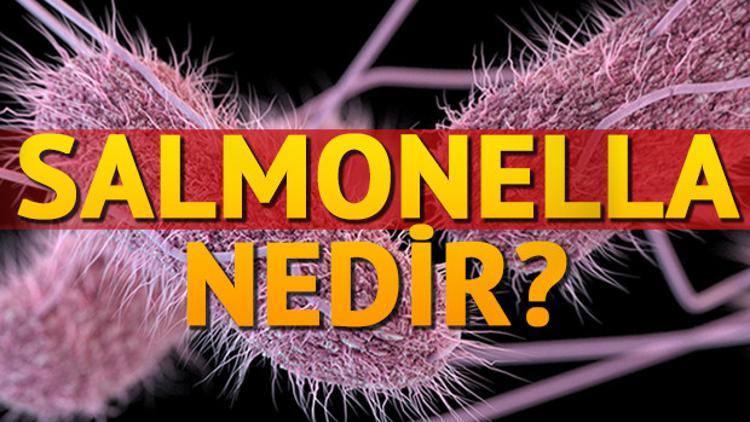 Salmonella nedir? Nasıl bulaşır?