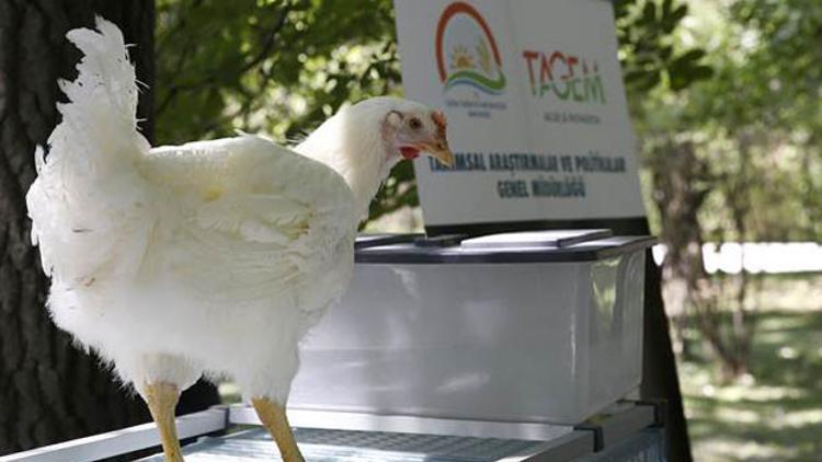 Türkiye'de "etçi damızlık tavuk" ilk kez geliştirildi