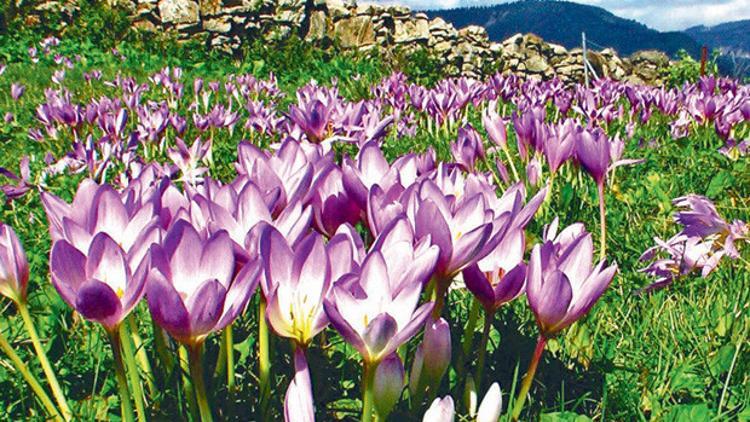 Sonbaharda içimizi açacak 66 güzel şey