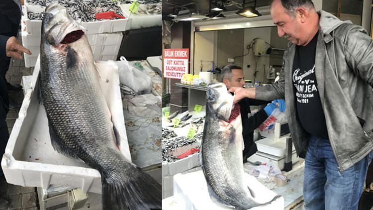 Karadeniz’den 25 kiloluk levrek çıktı
