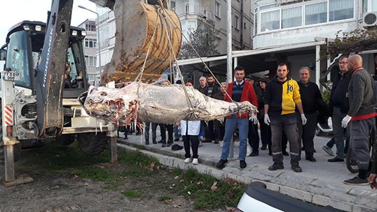Yalova'da kıyıya vurdu! İş makinesiyle çıkardılar...