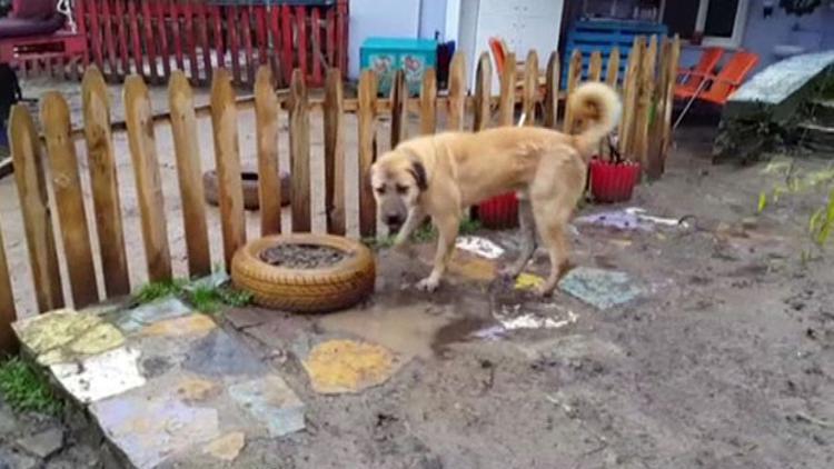 'Kuyu' kurtarıldıktan bir yıl sonra böyle görüntülendi