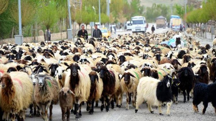 Üreticilere dağıtılacak 300 koyun projesinin ayrıntıları belli oldu