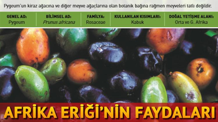 Pygeum (Afrika Eriği) nedir? Afrika Eriği'nin faydaları