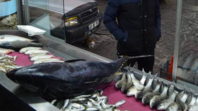 Akdeniz'de avlandı, Trabzon'da satışta... Yaklaşık 40 kilo...