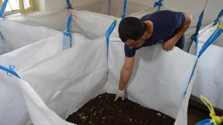 Evininin odasında başladı, binlerce üretiyor! Kaliforniya solucanı Mardin'den...