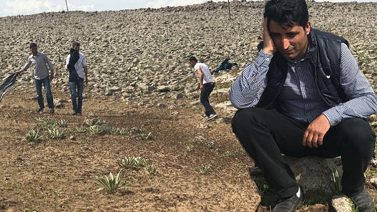 Çekirgeler ilçeyi istila etti! Vatandaşlar yardım bekliyor
