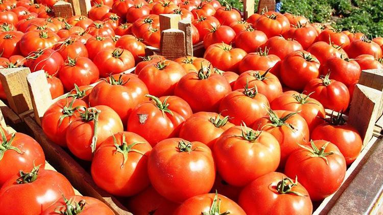 Bakanlık açıkladı! Rusya'dan iyi haber