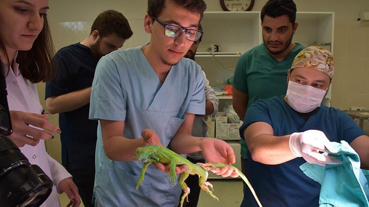 İguana 'Abidin'e hassas operasyon