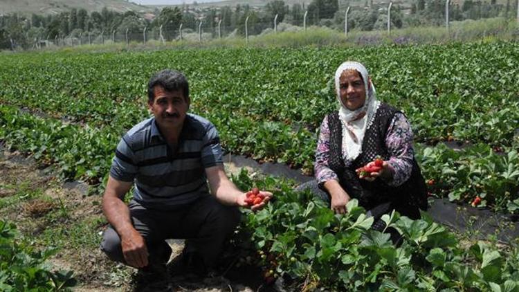 Patatesi bıraktı, günde 1500 lira kazanıyor!