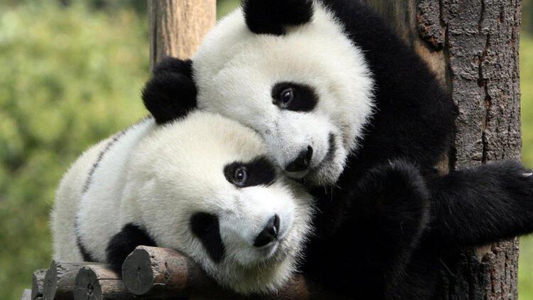 Nesli tükenmiş bir panda soyu ortaya çıkarıldı