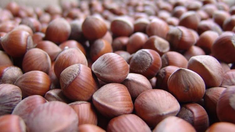 Eğimli fındık arazileri için makine geliştirecekler