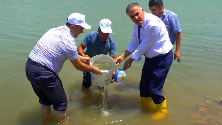 Muş’taki göl ve göletlere yavru sazan bıraktılar