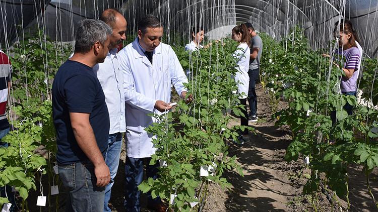 Patatesler bu enstitüde tek tek araştırılıyor