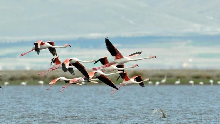 Yolumuz Flamingo yoludur