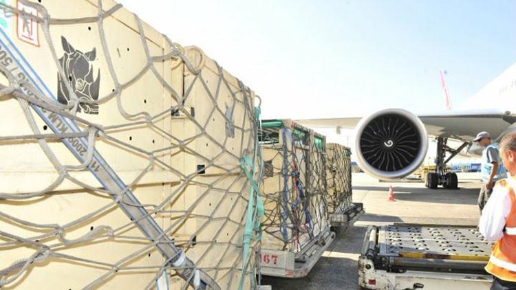 Boynuzları için tehlike altındalar! Her biri 1 ton