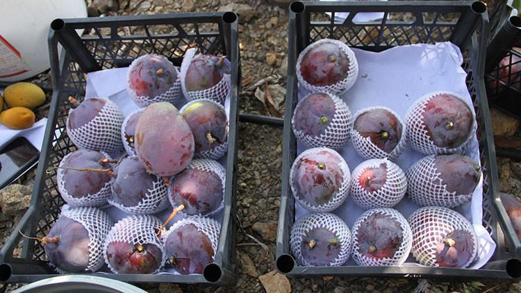Alanya&rsquo;da mango hasadı başladı 