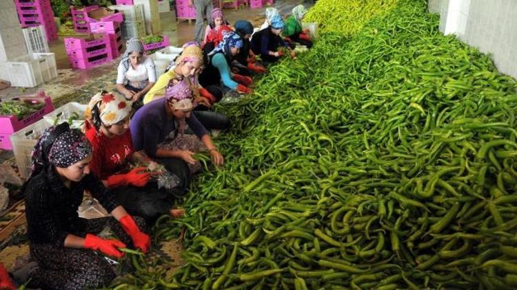 Hal Yasası düzenlemesiyle fırsatçılığa son verilecek