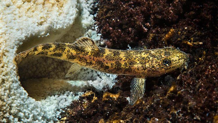 Van Gölünde yaşayan ikinci balık türünü Mehmetçik buldu