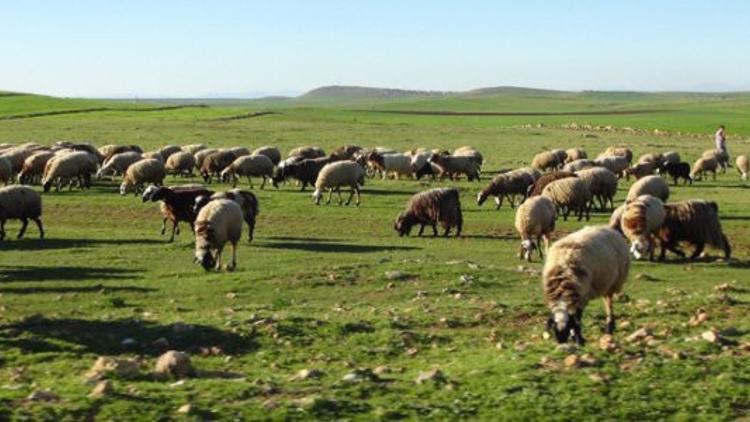 Sonbahar yağışları besicilerin yüzünü güldürdü