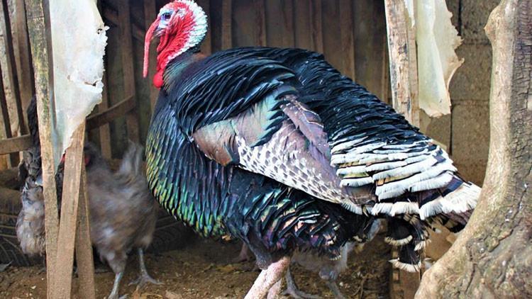 Yılbaşı hindilerinin satışı başladı... Son dakikaya kalmayın