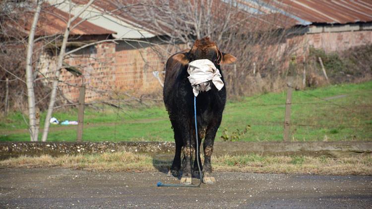 Mezbahadan kaçan boğa, zor anlar yaşattı