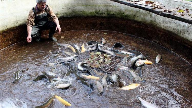 ABD'ye hamsi Vietnam'a alabalık ihracatı