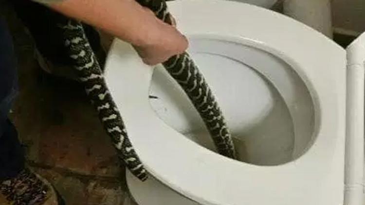 Avustralya'da klozete oturan kadını yılan ısırdı