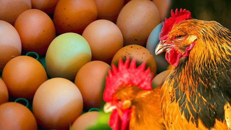 'Kanser ilaçları yumurtlayan' tavuk yetiştirildi