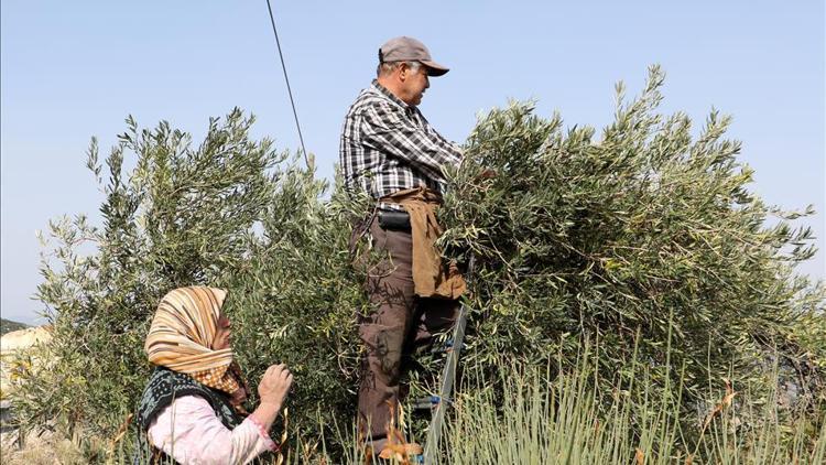Sofralık zeytin ihracatı arttı