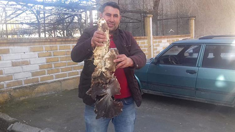 Evinin bahçesinde buldu, şok oldu