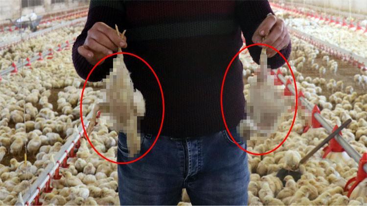 Aç kalan civcivler telef olmaya başlamıştı! Açıklama geldi…