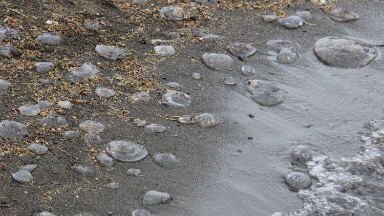 Marmara Denizi’ndeki denizanası ölümleri ile ilgili dikkat çeken açıklama