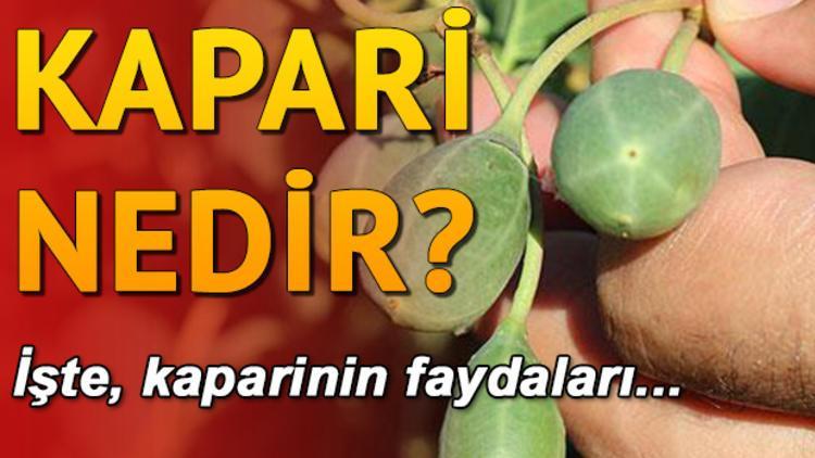 Kapari nedir? Kaparinin faydaları neler?