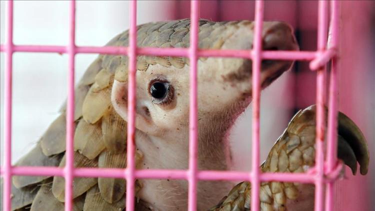 Pangolin nedir?