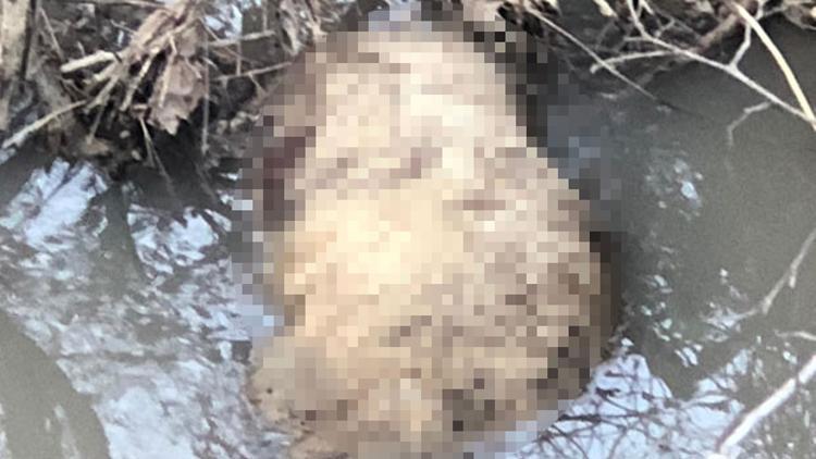 Manavgat'ta şok iddia! Görenler şaşkına döndü