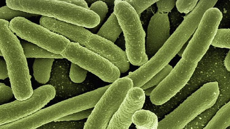 Candida mantarı nedir?