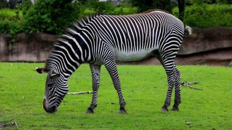 Zebraların çizgilerinin sırrı ortaya çıktı