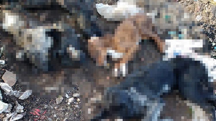 Belediye Başkanı 'yapılan canilik' demişti! Yakalandılar