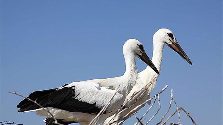 Avrupa Leylek Köyü seçilen köy hangi ilimize bağlıdır?