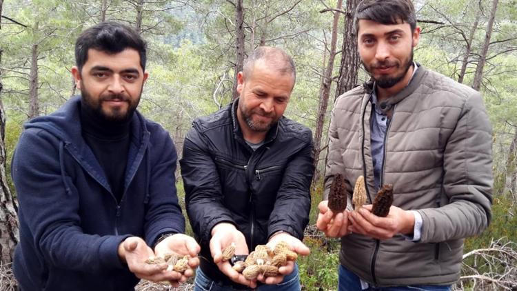 Kilosu 600 TL'ye satılıyor! Köylüler ormana akın ediyor