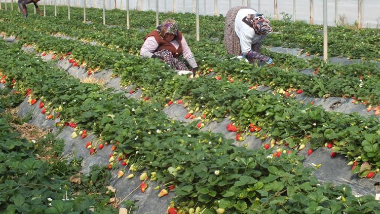 Mersin De Uretiliyor Irak A Ihrac Ediliyor Son Dakika Ekonomi Haberleri