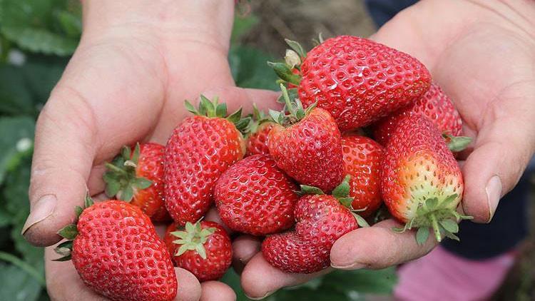 Mersin'de açık alanda çilek hasadı başladı