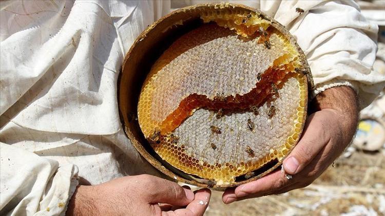 Bal ihracatından 6,3 milyon dolar gelir