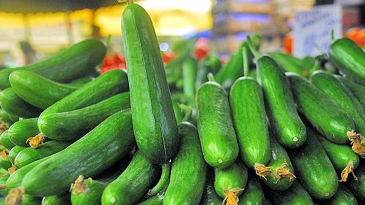Elazığ'da serada ilk hasat salatalık