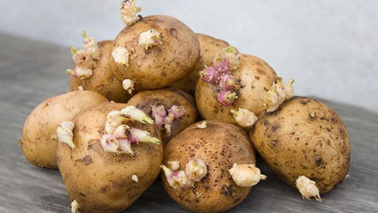 Dikkat! Filizlenen patates öldürebilir