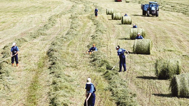 Çiftçiler borcunu hasatta ödüyor