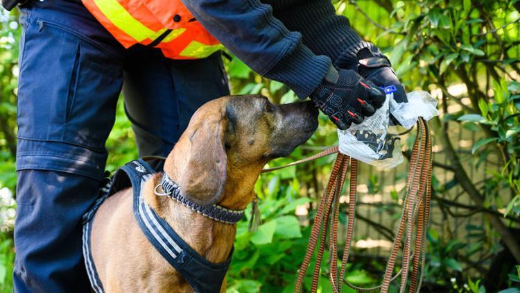 Polis köpeği yüzünü ısırmıştı! Tazminatı belli oldu