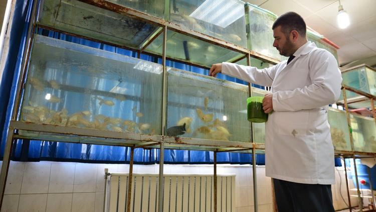 Balıkların büyümesinde seslerin etkisini araştırdı